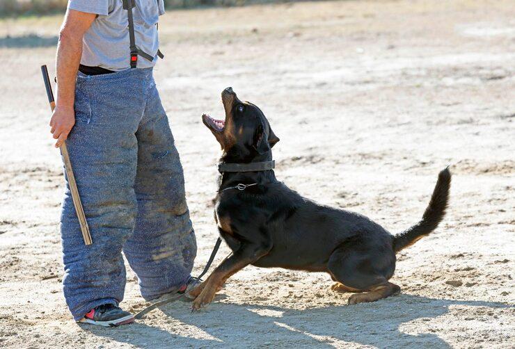 Dog Training Service in Hyderabad