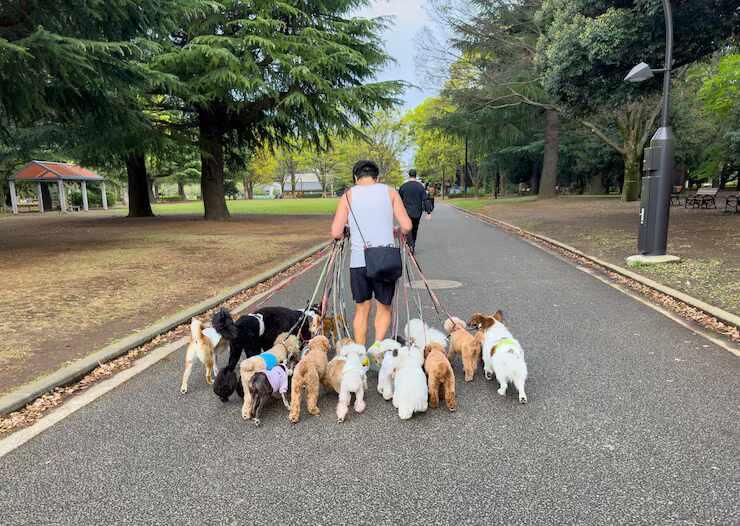 Dog Walkers in Ahmedabad