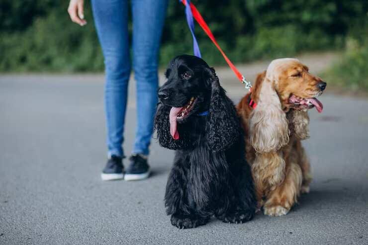 Dog Walkers in Bangalore