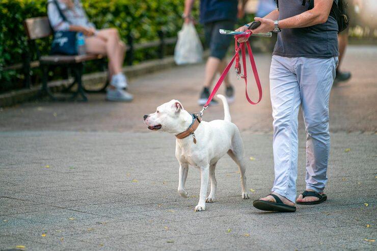 Dog Walkers in Chennai