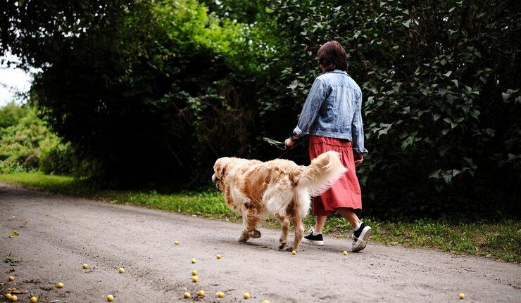 Dog Walkers in Delhi