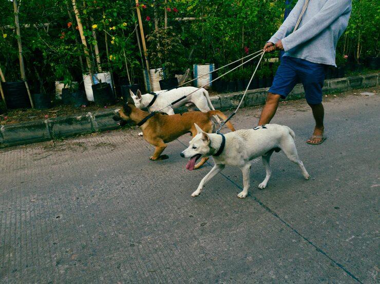 Dog Walkers in Hyderabad