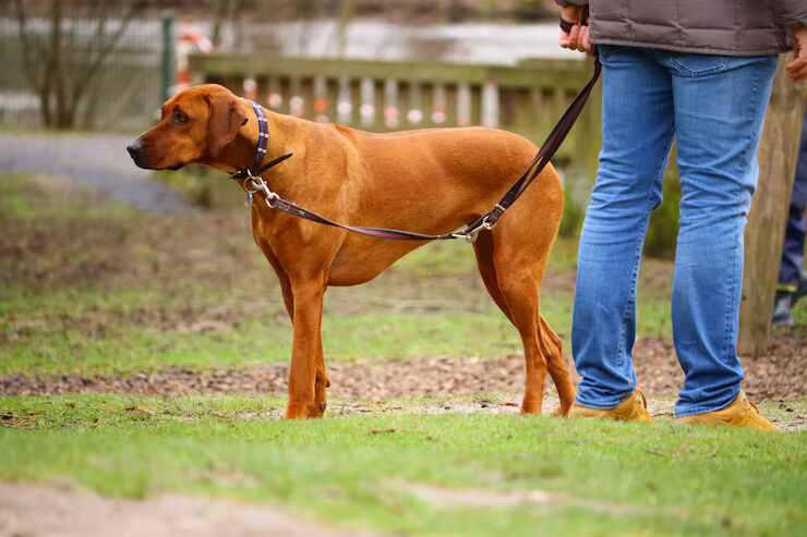 Dog Walkers in Jaipur