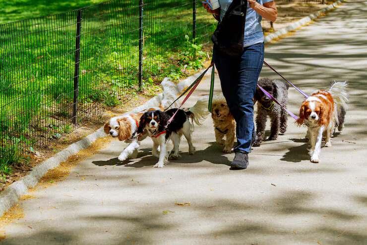 Dog Walkers in Mumbai