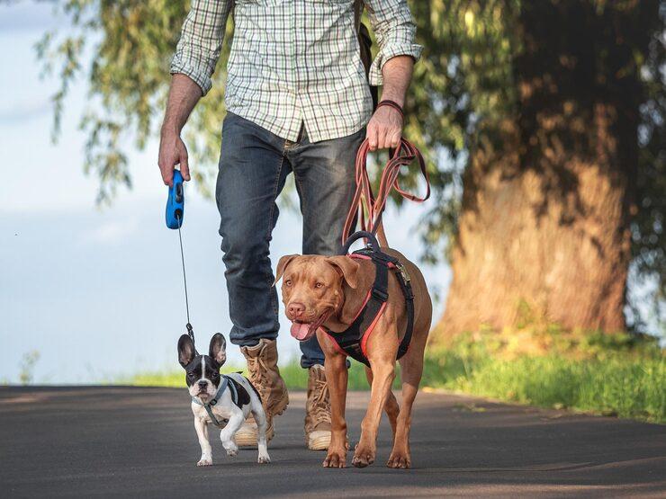 Dog Walkers in Pune