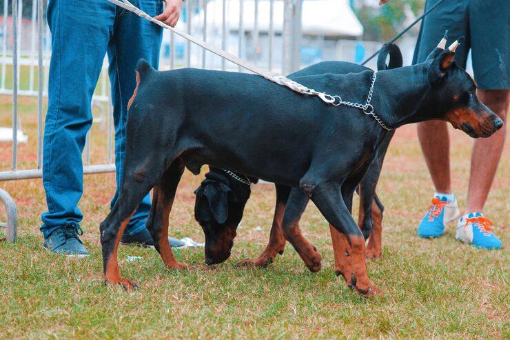 Dog Training Service in Amritsar
