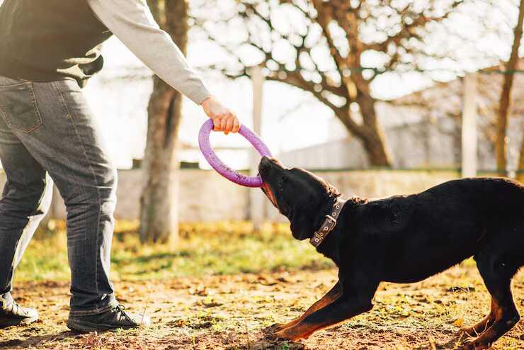 Dog Training Service in Lucknow