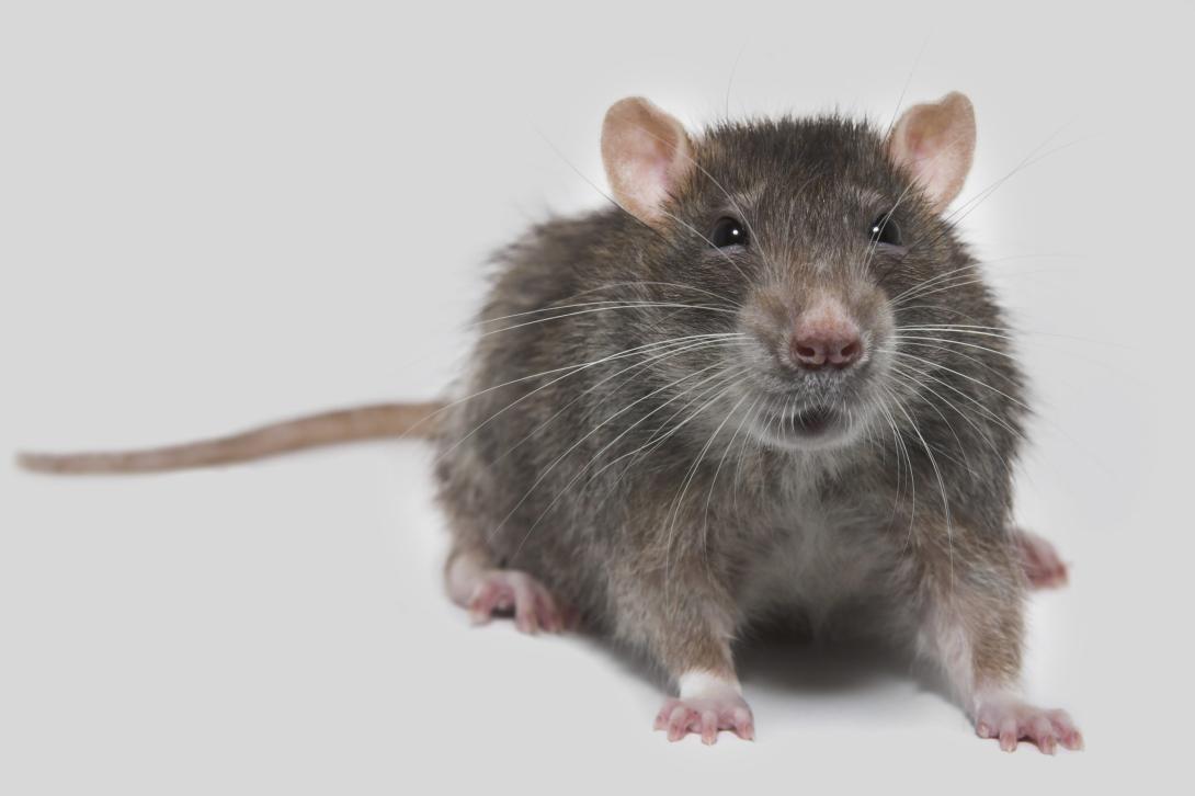 pest control mice