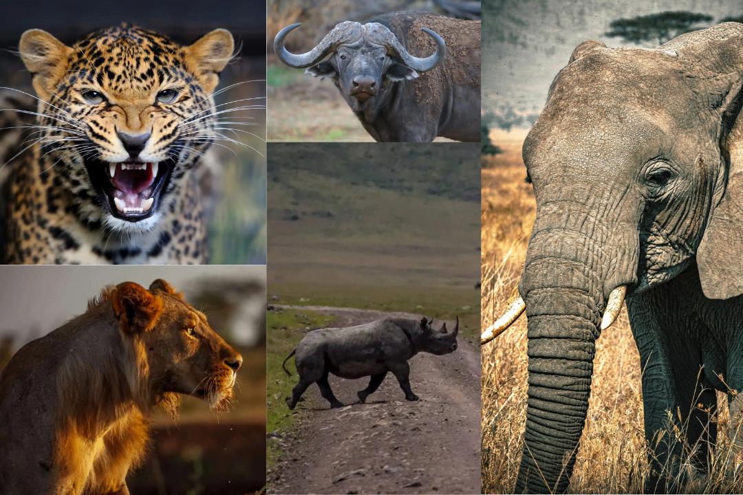 safari luggage restrictions