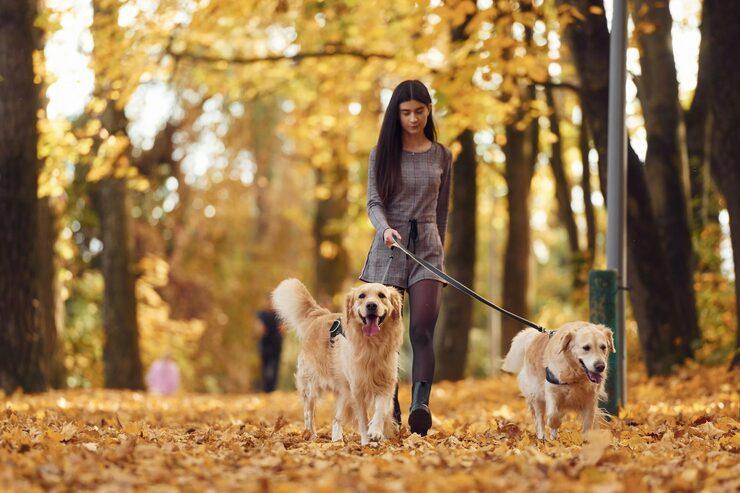 Dog Walkers in Ajmer