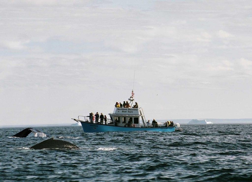 Newfoundland cod fishing