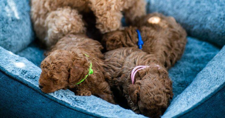 Poodle Puppies for Sale in Hyderabad