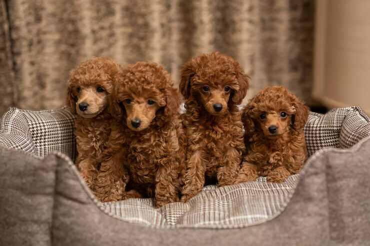 Poodle Puppies for Sale in Pune