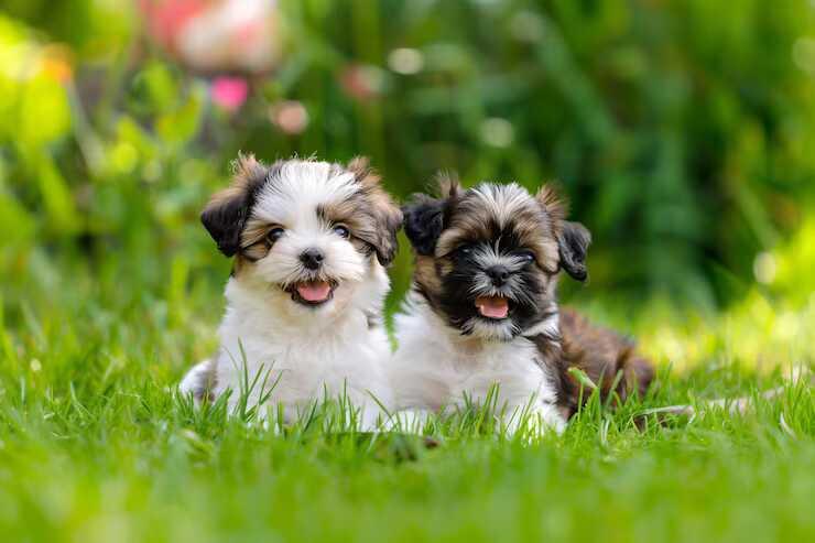 Shih Tzu Puppies For Sale In Bangalore