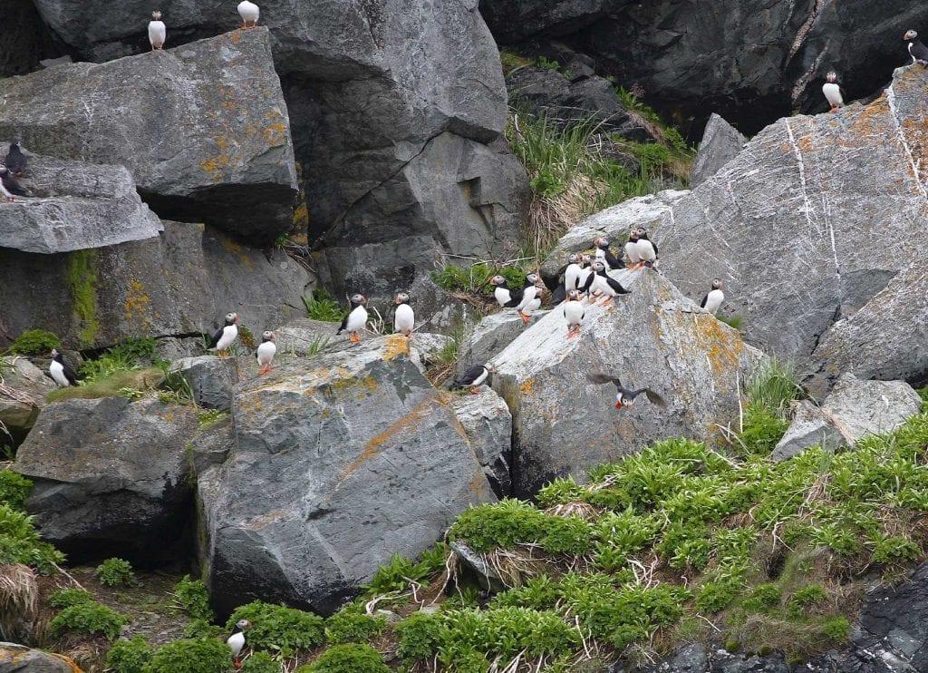 Whale and puffin tour
