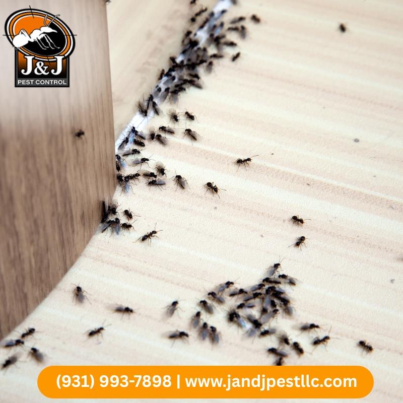 Ant Control 