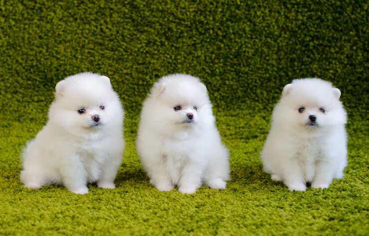 https://www.mrnmrspet.com/dogs/pomeranian-puppies-for-sale/bangalore