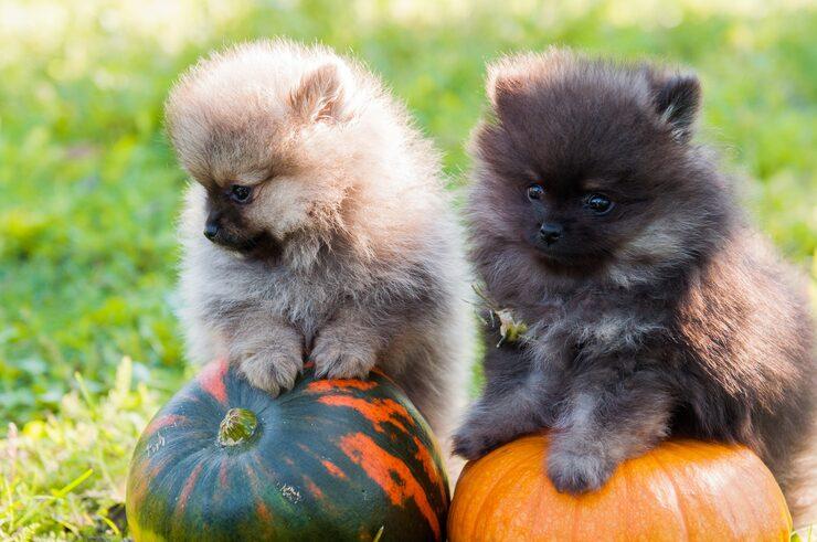 Pomeranian puppies for sale in Jaipur