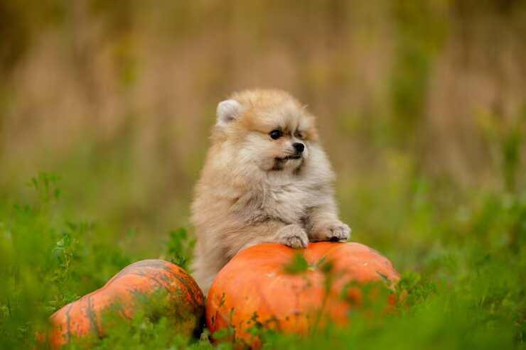 Pomeranian Puppies for Sale in Mumbai