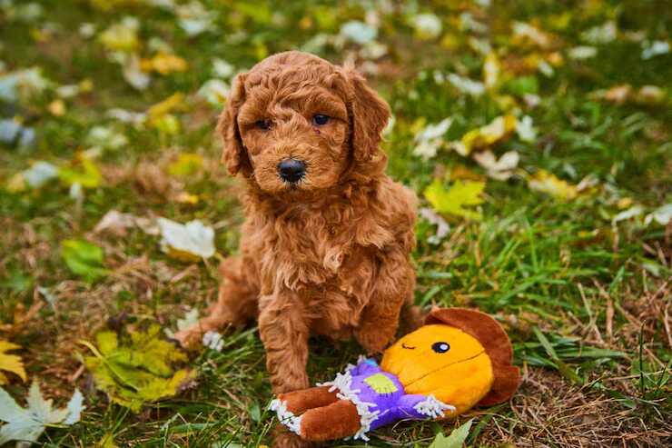 Poodle Puppies for Sale in Chennai