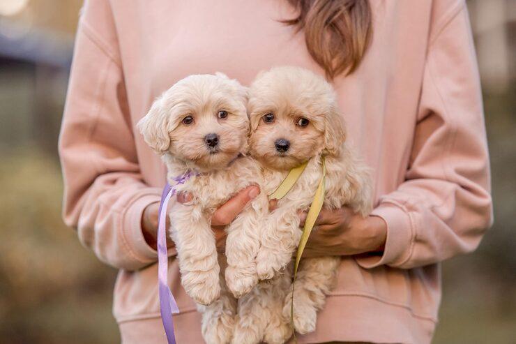 Poodle Puppies for Sale in Kolkata