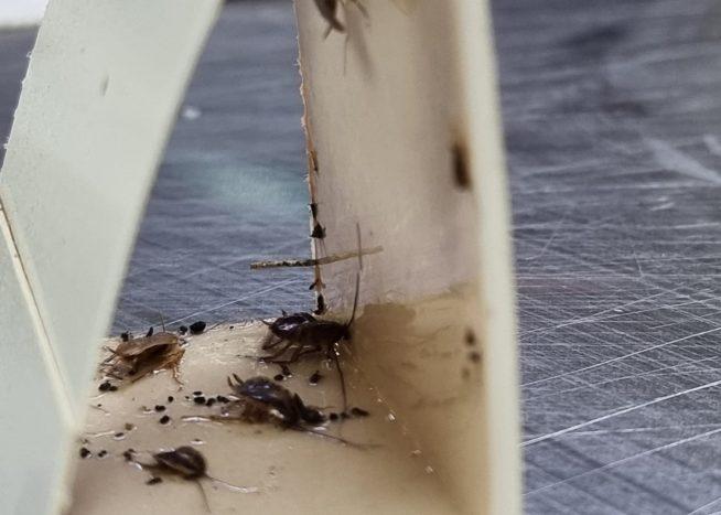 Cockroach control singapore