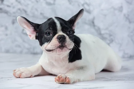 Frenchie Puppies For Sale Near Me