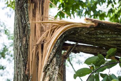 emergency tree removal