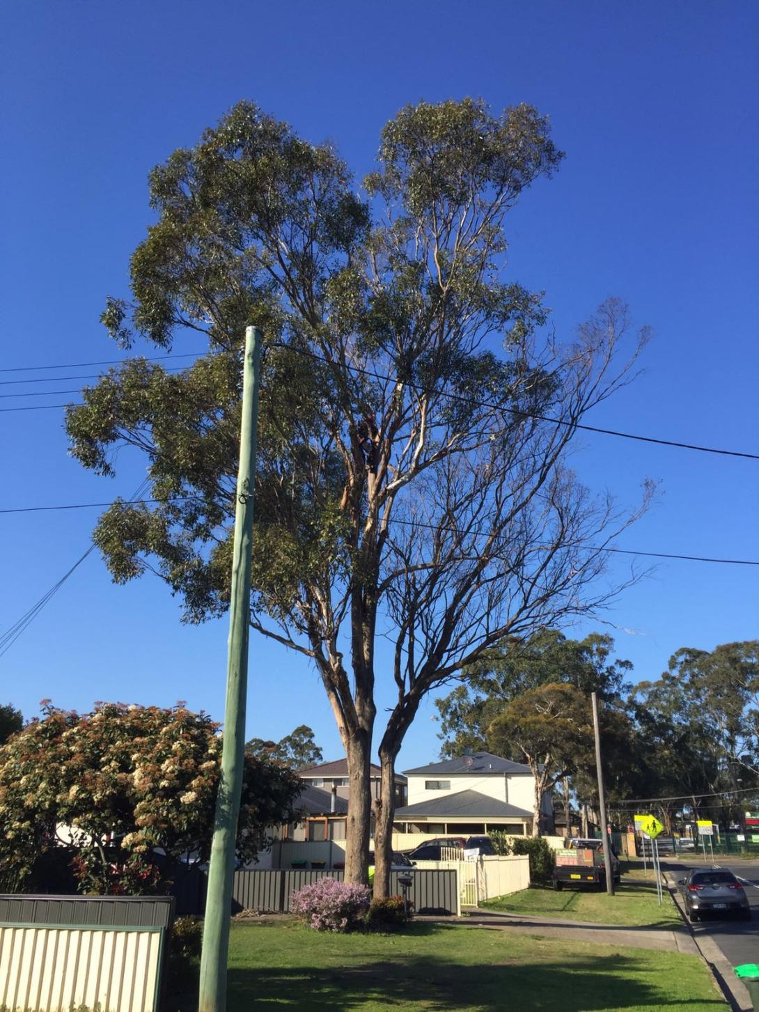 tree services sydney nsw