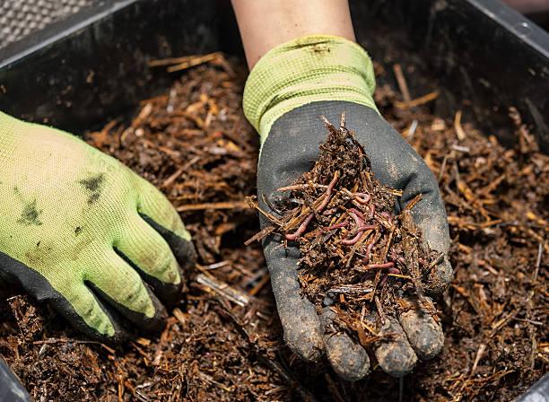 worm farm 