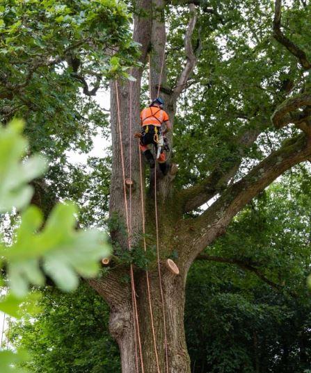 Tree Trimming Sydney