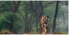 Profile picture for user tigersafariranthambore9